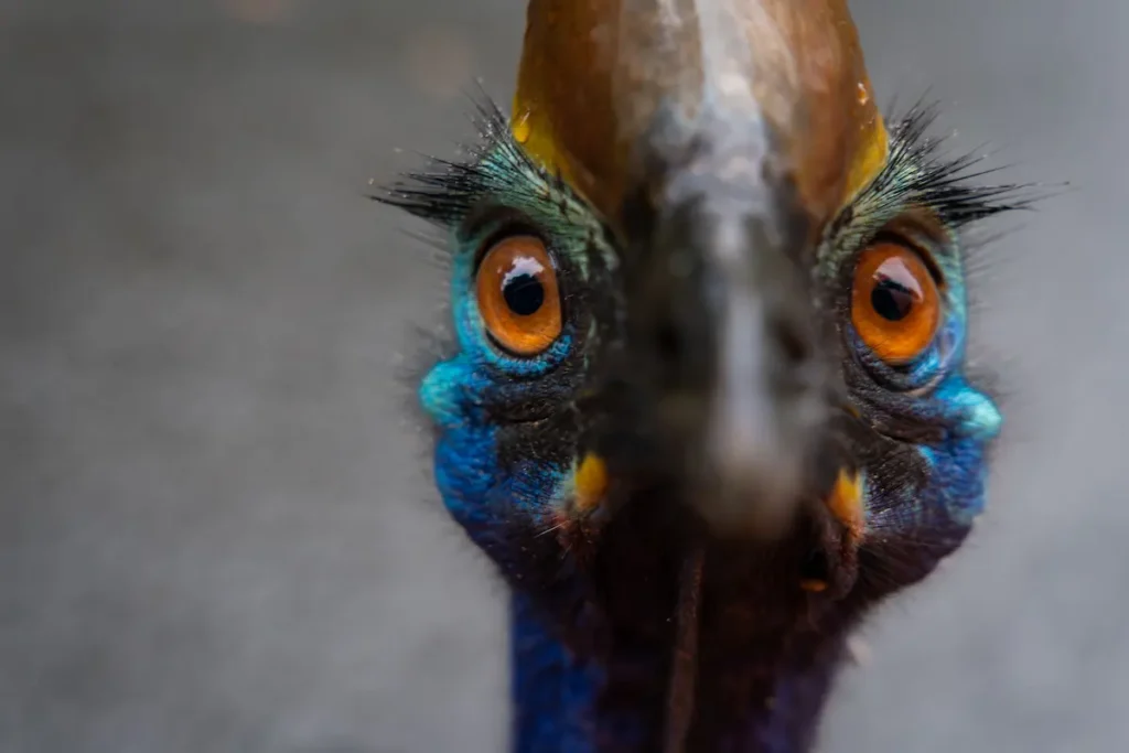 a-southern-cassowary-bird-in-tully-gorge-national-2026-03-18-09-21-12-utc