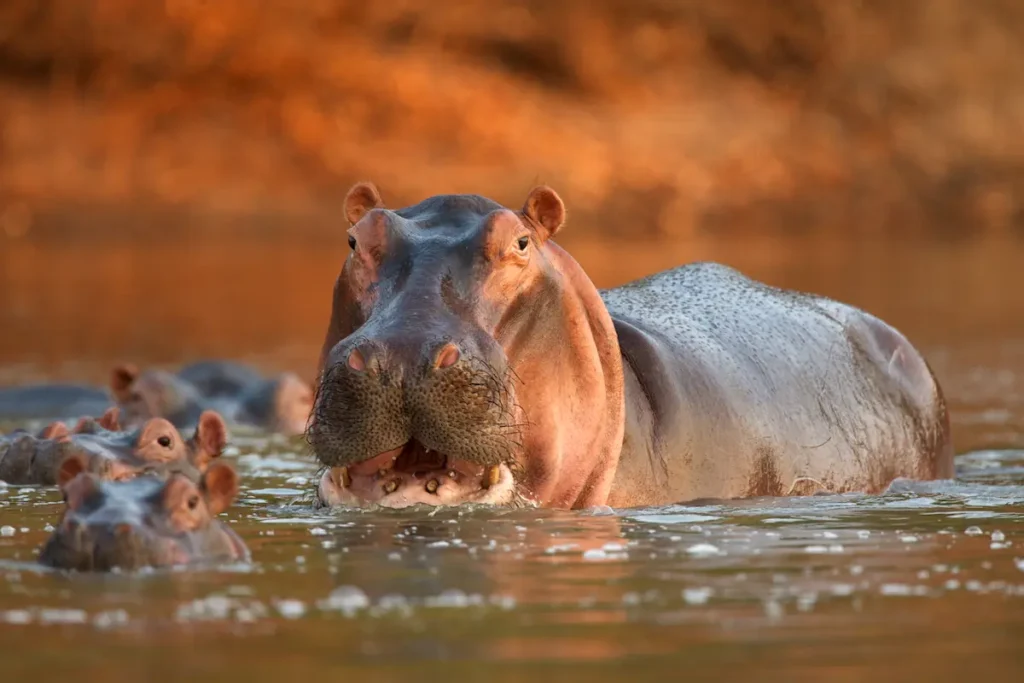 alert-hippopotamus