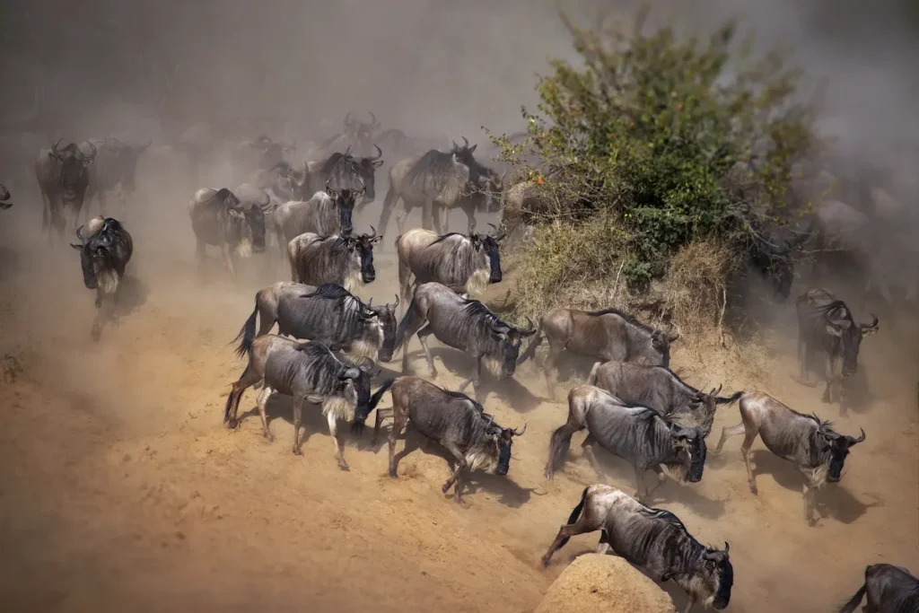 big-herd-of-wildebeest-in-masai-mara-national-park-2
