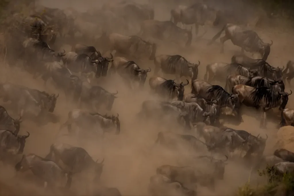 big-herd-of-wildebeest-in-masai-mara-national-park