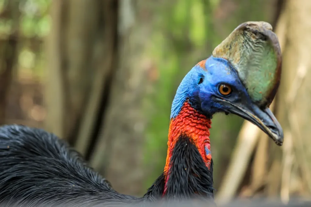 cassowary-bird-profile-in-natural-habitat-2026-01-09-00-49-31-utc