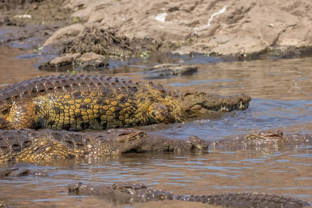 close-up-shot-of-crocodiles-in-a-waterhole-in-the-2026-03-18-06-53-52-utc