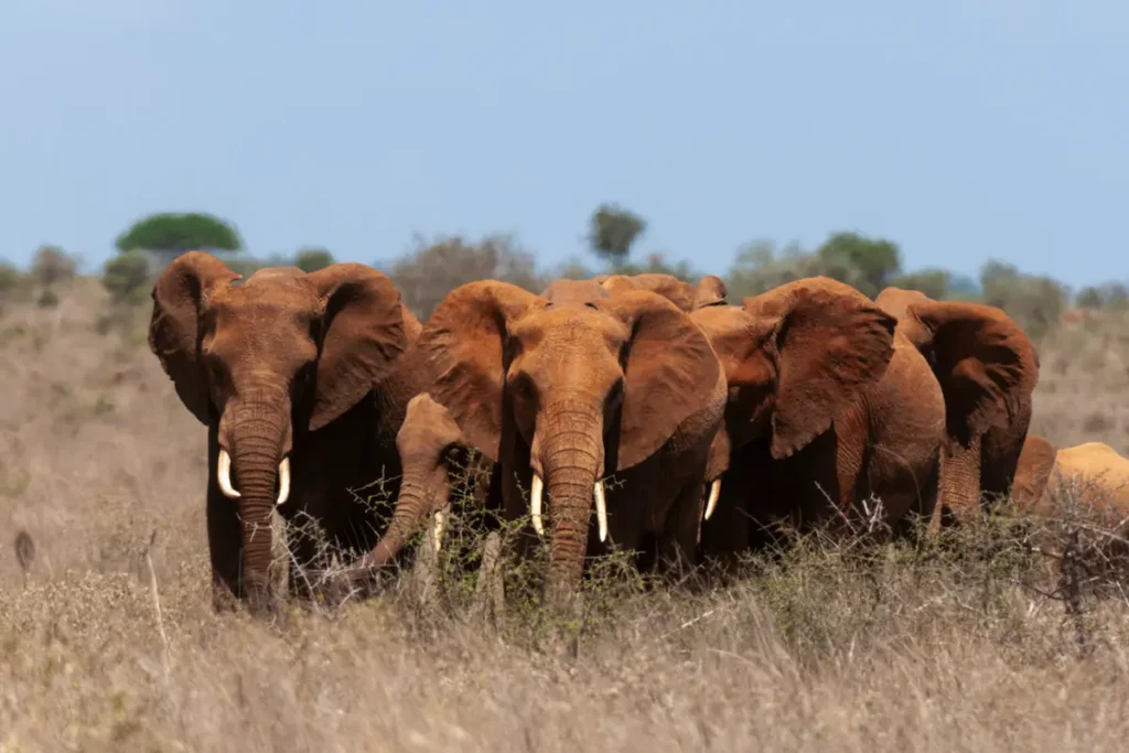 elephants
