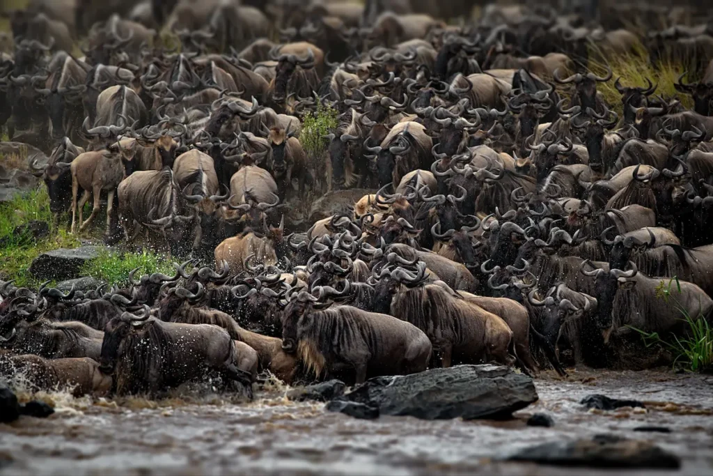 group-of-buffalos-in-masai-mara