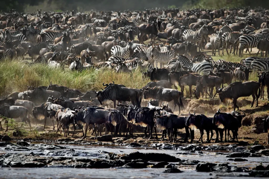 group-of-buffalos-in-masai-mara-kenya-2