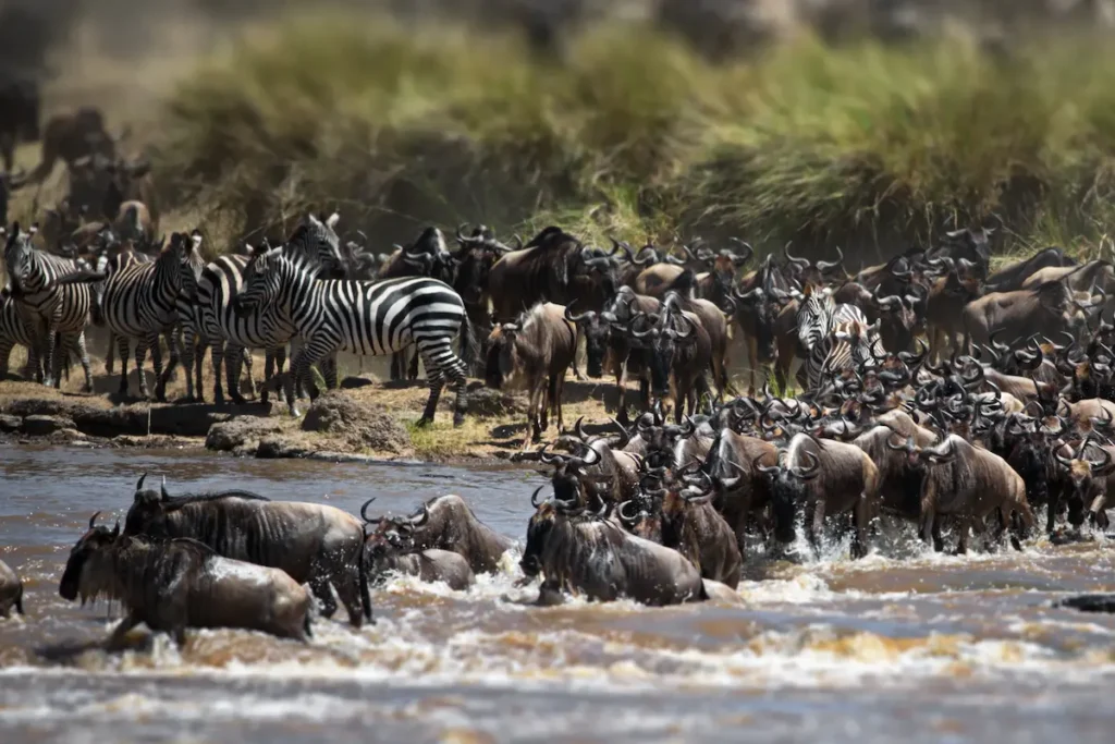 group-of-buffalos-in-masai-mara-kenya-3