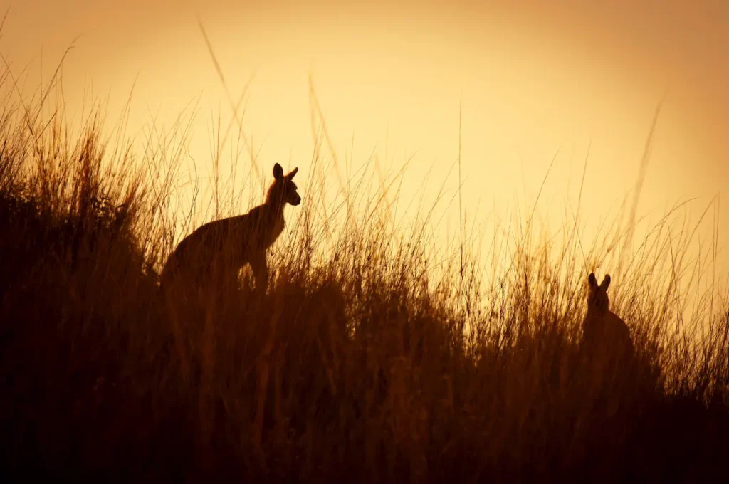 kangaroos-silhouetted-at-dusk-australia