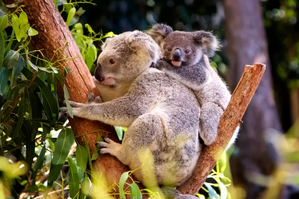 koalas-resting-on-a-branch-in-a-forest-2026-03-16-06-35-04-utc