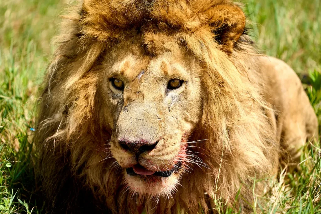 male-lion-resting