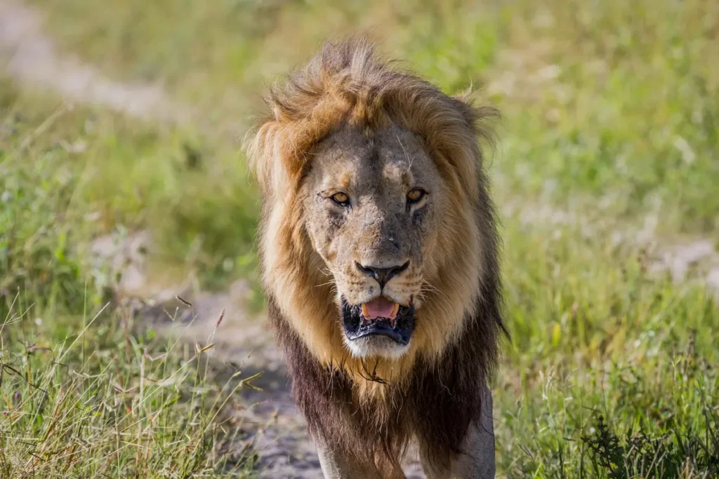male-lion-striding-confidently