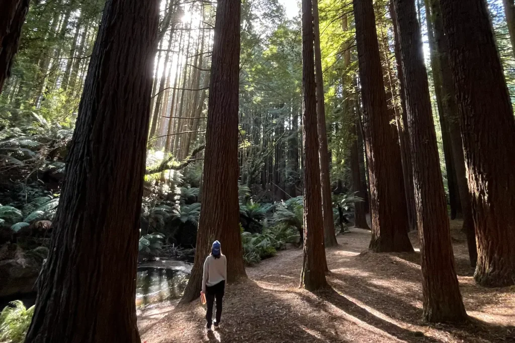 redwood-sequoia-australia