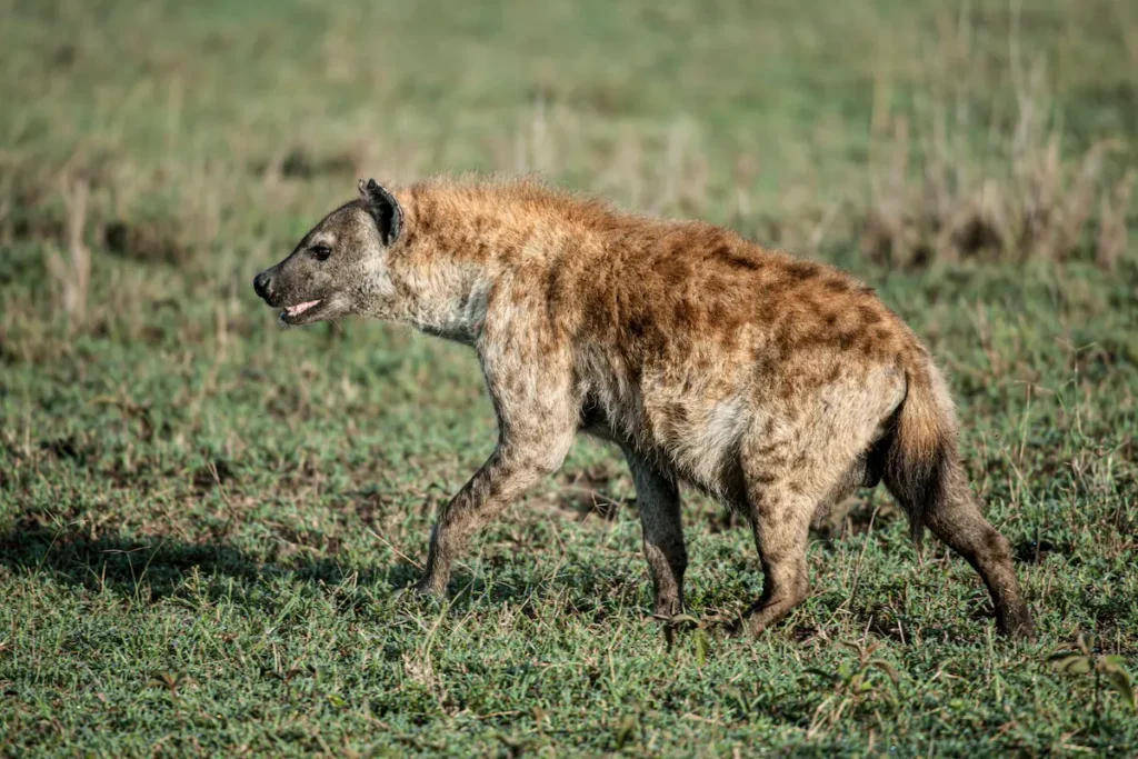 spotted-hyena-walking-in-short-green-grass