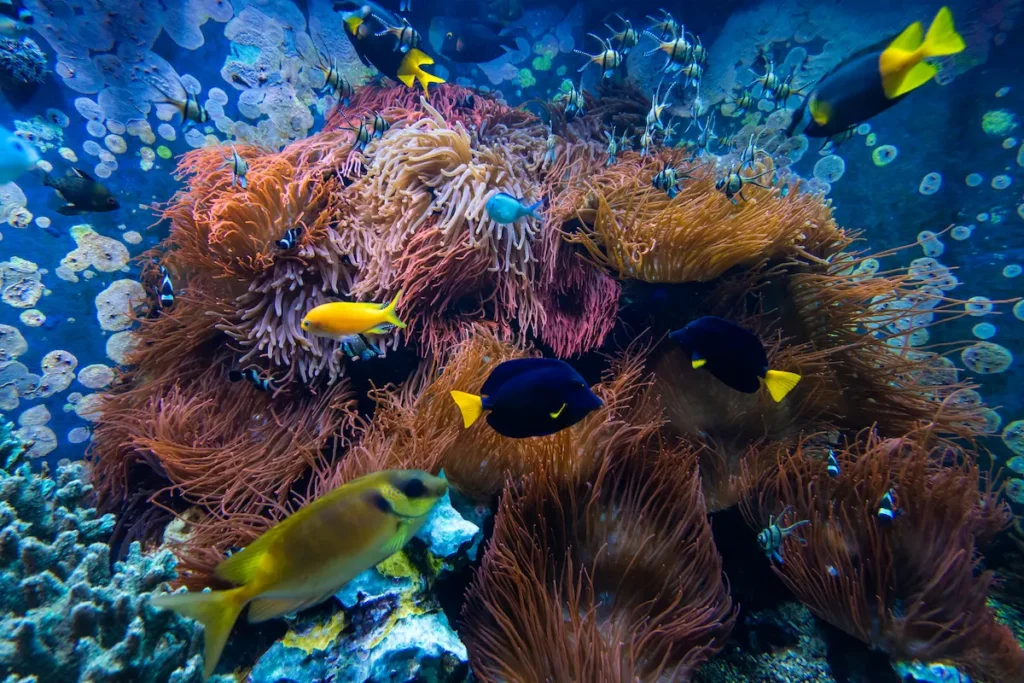 underwater-scene-coral-reef-fish-groups