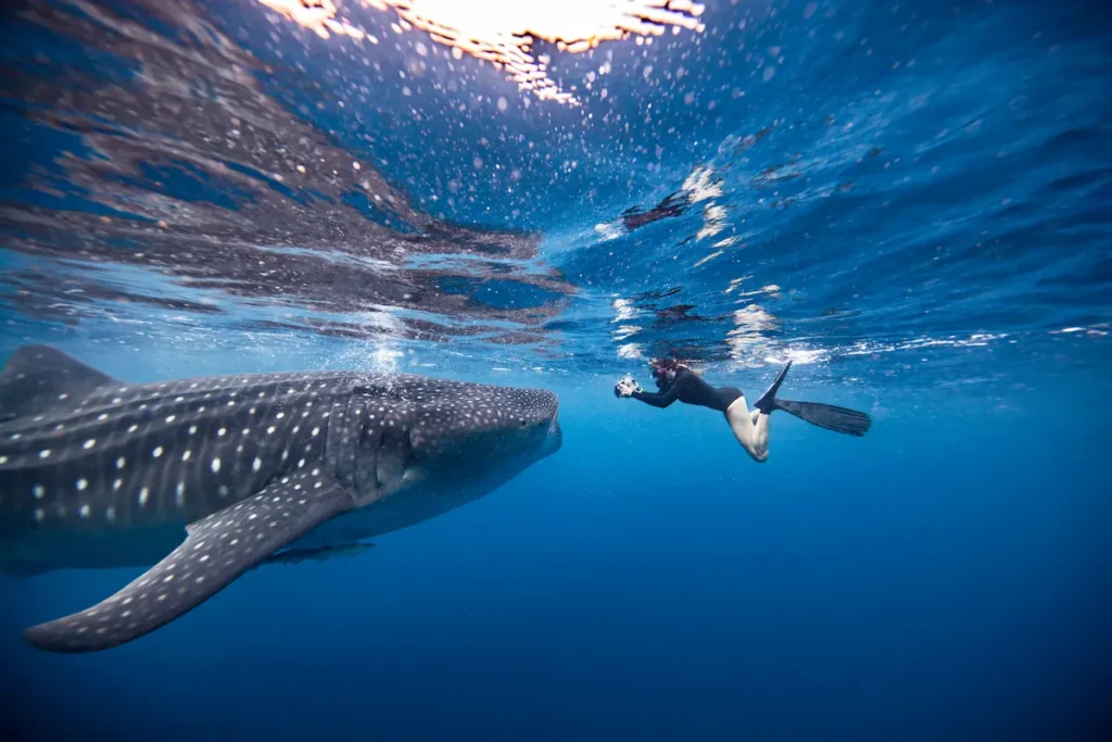 underwater-view-of-snorkeler-photographing