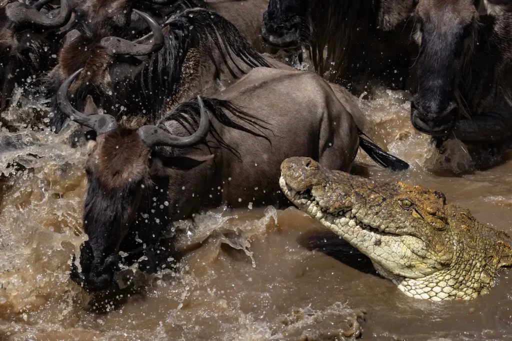 wildebeest-and-crocodile-in-murky-river-water