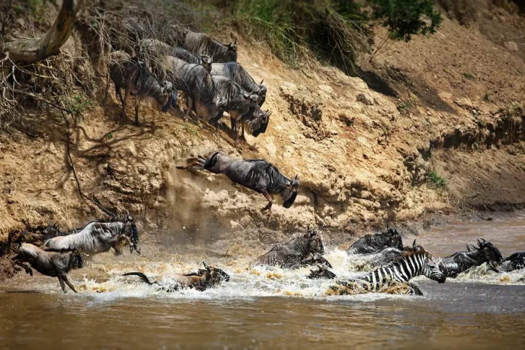 wildebeest-herd-and-zebras-near-and-in-the-river-i-2025-12-31-02-21-02-utc