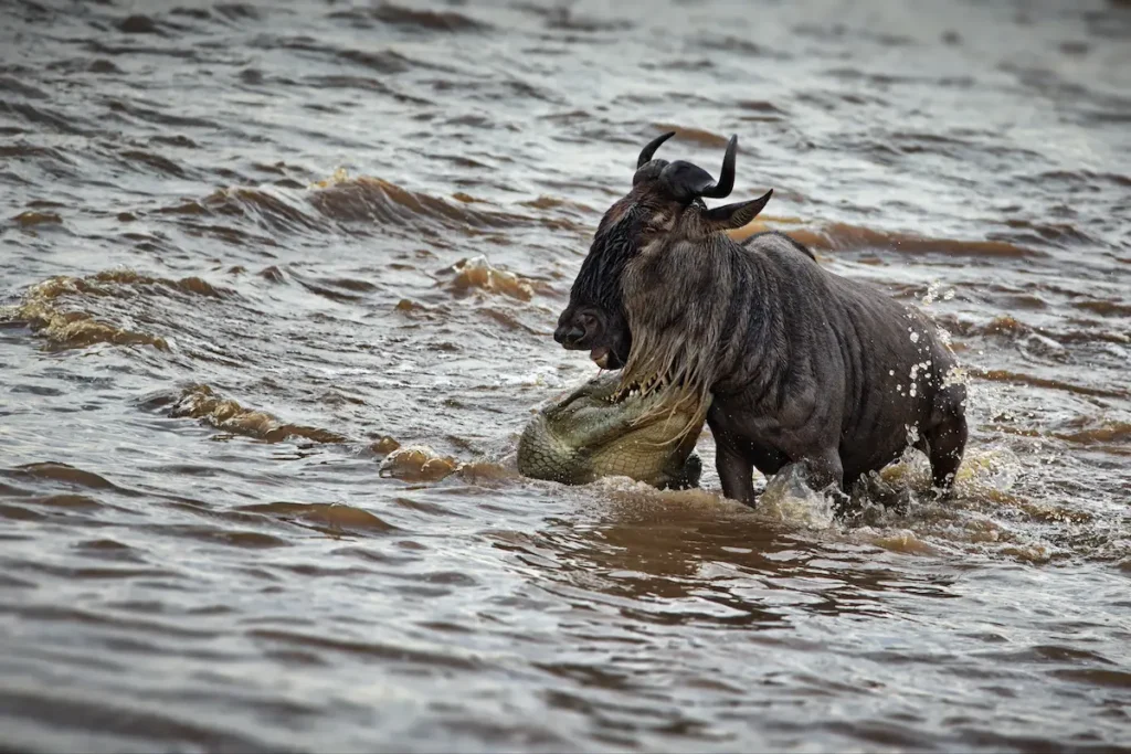 wildebeest-swimming-in-a-river-in-masai-mara-keny-2026-03-17-19-46-27-utc